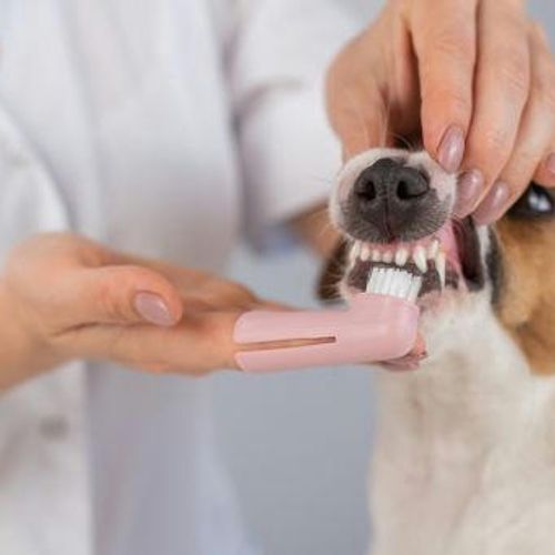 How Often Should I Brush My Dog Teeth: Expert Tips for Healthy Smiles