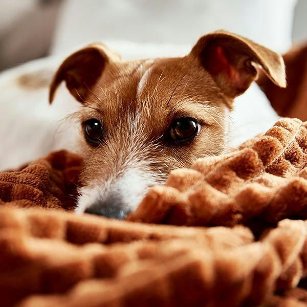 Hilfe! berall Hundehaare  so entfernst Du sie am besten | Green Petfood