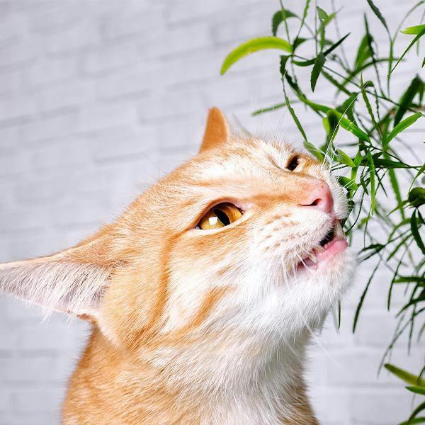 Ungiftige Pflanzen fr Katzen  Das sind geeignete Arten fr Dein Zuhause  und Deinen vierbeinigen Mitbewohner | Green Petfood