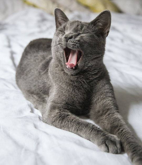 katze-gaehnt