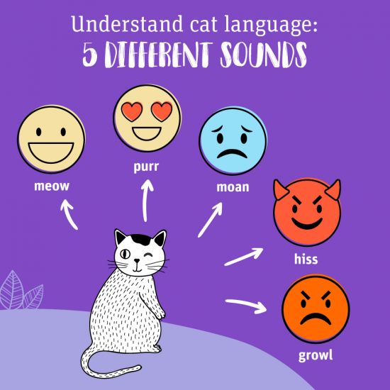9 Cat Noises and What They Mean