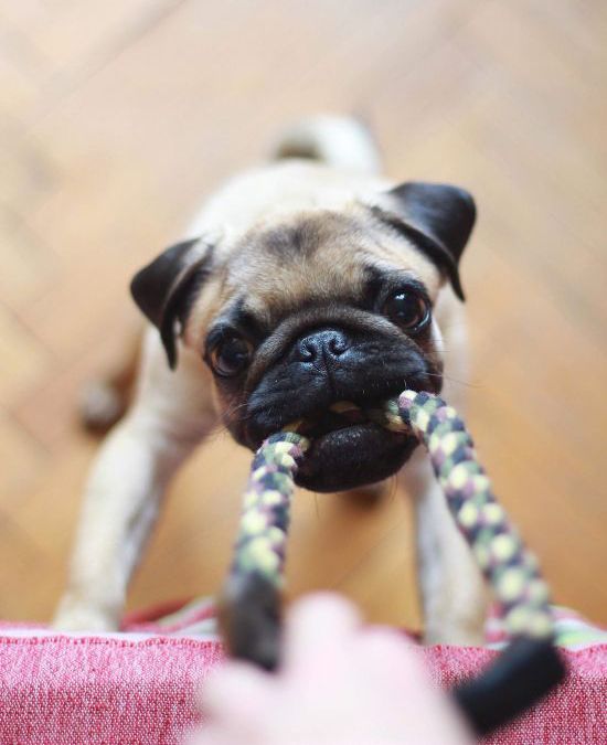 25 Frugally Fun DIY Dog Toys To Pamper Your Pooch