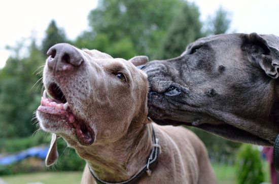 weimaraner-3550347_1920
